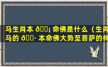 马生肖本 🐡 命佛是什么（生肖马的 🕷 本命佛大势至菩萨的样子）